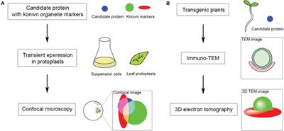 <mark class="highlighted">Membrane Contact Sites</mark> and Organelles Interaction in Plant Autophagy